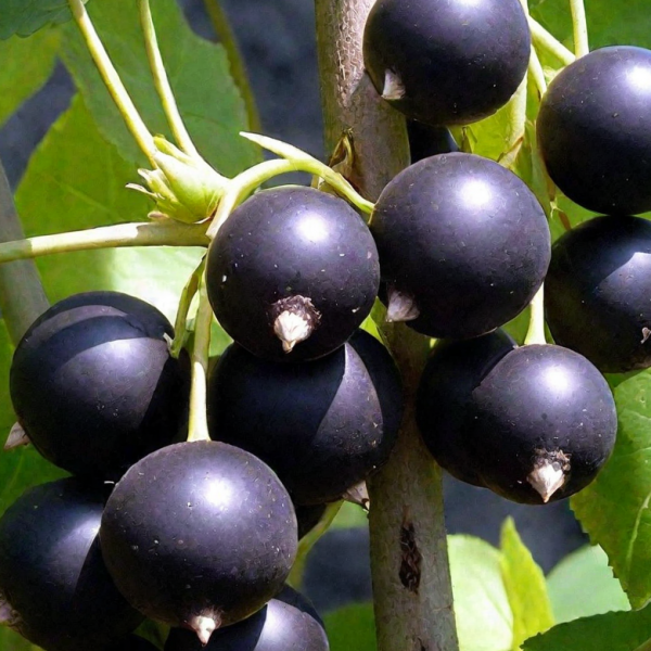 Ribes nigrum 'Belorusskaja Sladkaja'