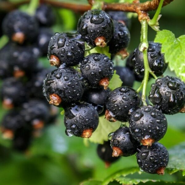 Ribes nigrum 'Ben Hope'