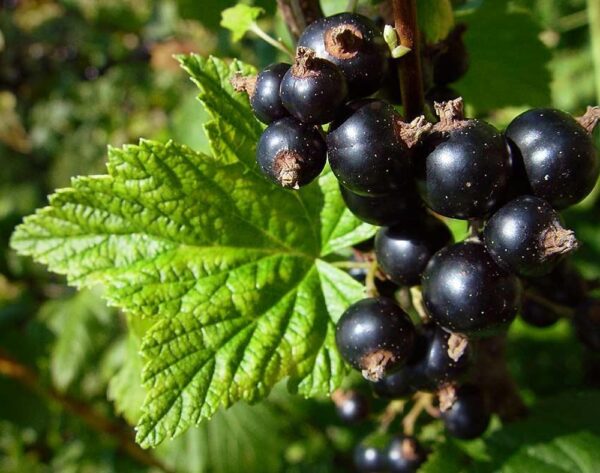 Ribes nigrum 'Minai Shmirjov'