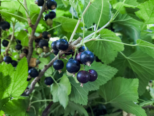 Ribes nigrum 'Öjebyn'