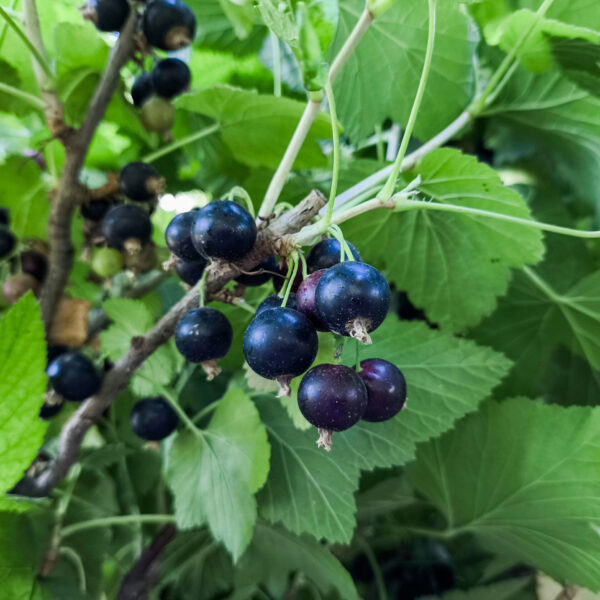 Ribes nigrum 'Öjebyn'