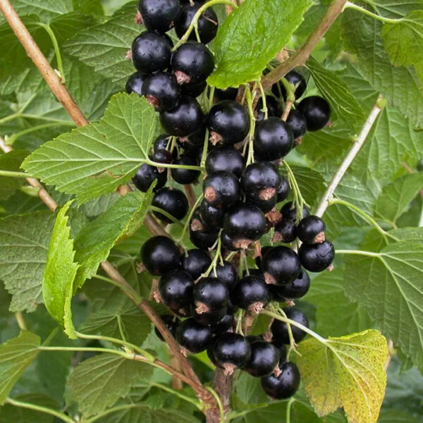 Ribes nigrum 'Pamjati Vavilova'