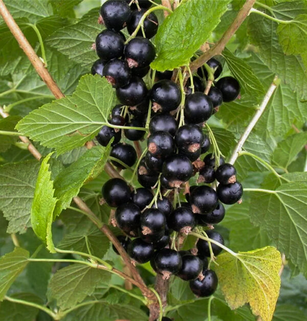 Ribes nigrum 'Pamjati Vavilova'