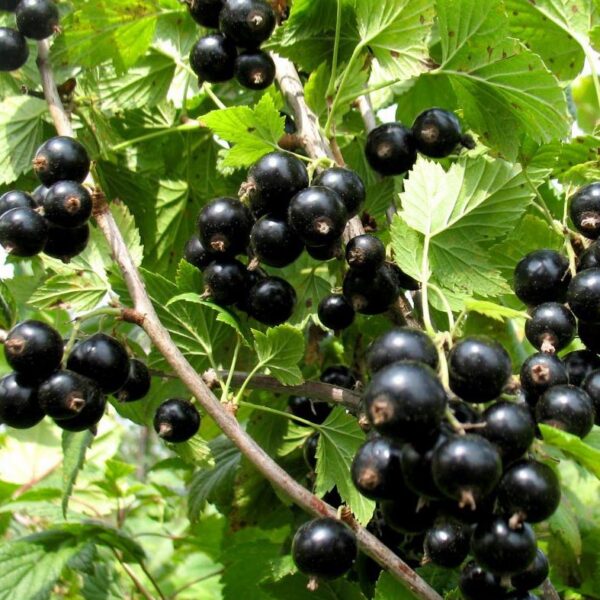 Ribes nigrum 'Sjuita Kijevskaja'