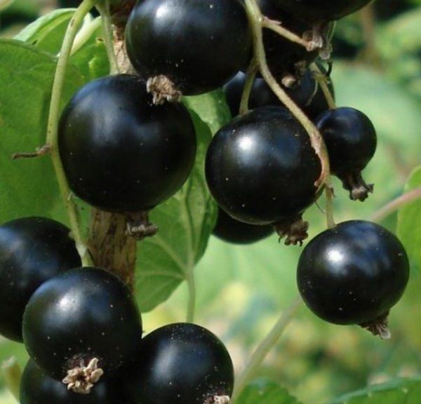 Ribes nigrum 'Zagadka'