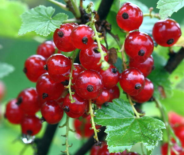 Ribes rubrum 'Rondom'