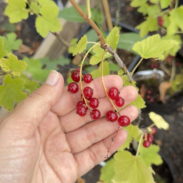 Ribes rubrum 'Rondom'
