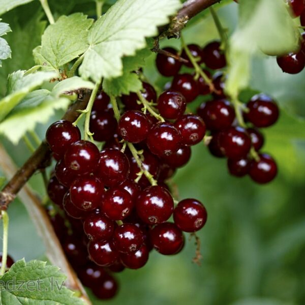 Ribes rubrum 'Vīksnes Tumši Sarkanā'