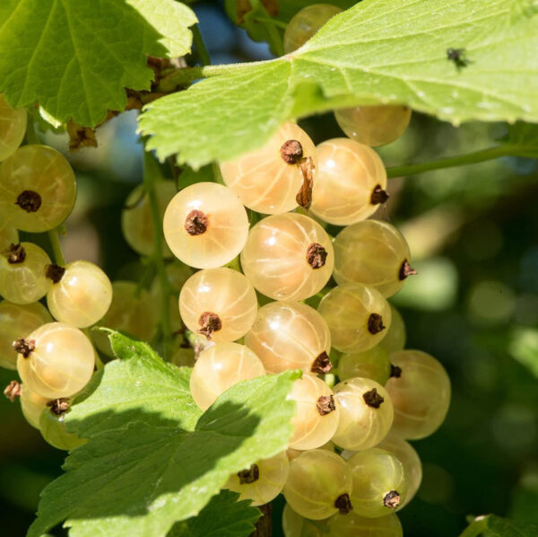 Ribes rubrum 'Witte Hollander'