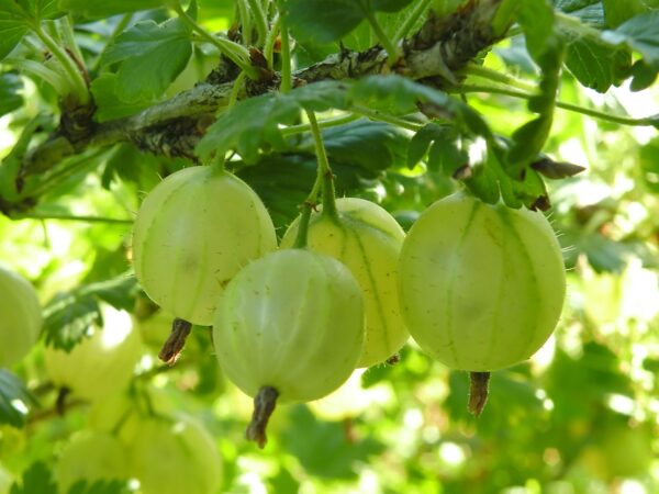 Ribes uva crispa 'Hinnonmäki Green'