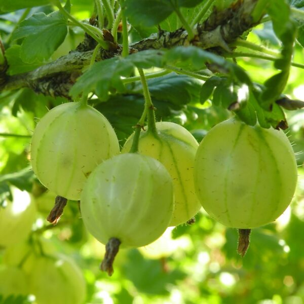 Ribes uva crispa 'Hinnonmäki Green'