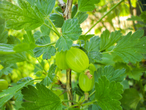 Ribes uva-crispa 'Invikta'