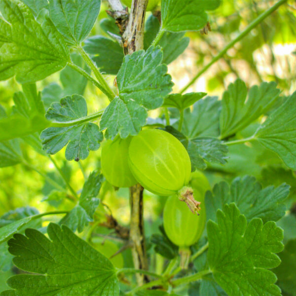 Ribes uva-crispa 'Invikta'
