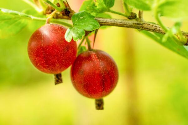 Ribes uva-crispa 'Severnõj Kapitan'