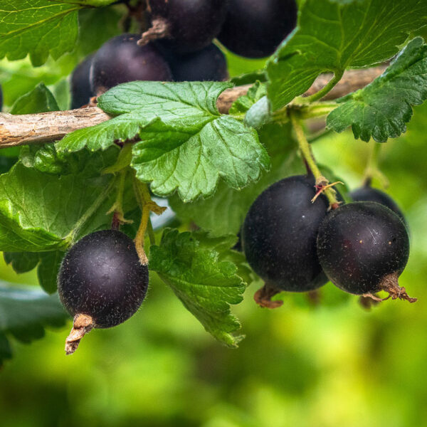 Ribes x nidigrolaria 'Jostaberry'