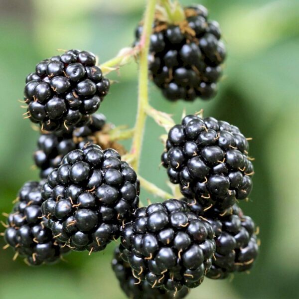 Rubus fruticosus 'Black Satin'