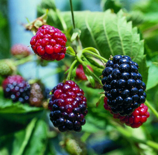 Rubus fruticosus 'Thornfree'