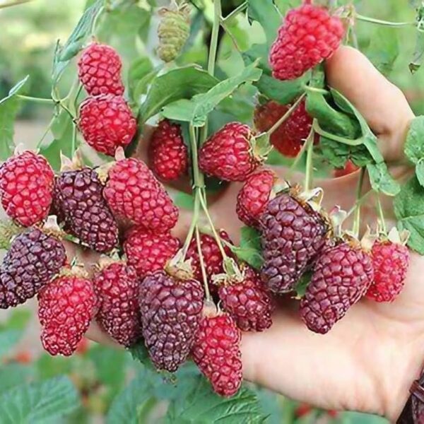 Rubus fruticosus x idaeus Tayberry