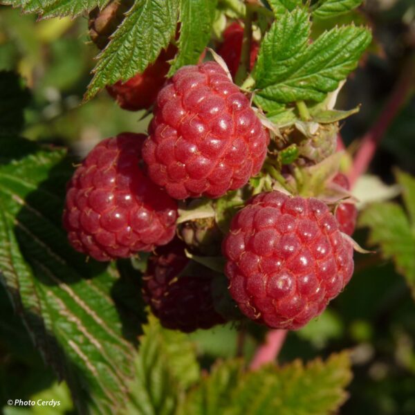 Rubus idaeus 'Autumn First'