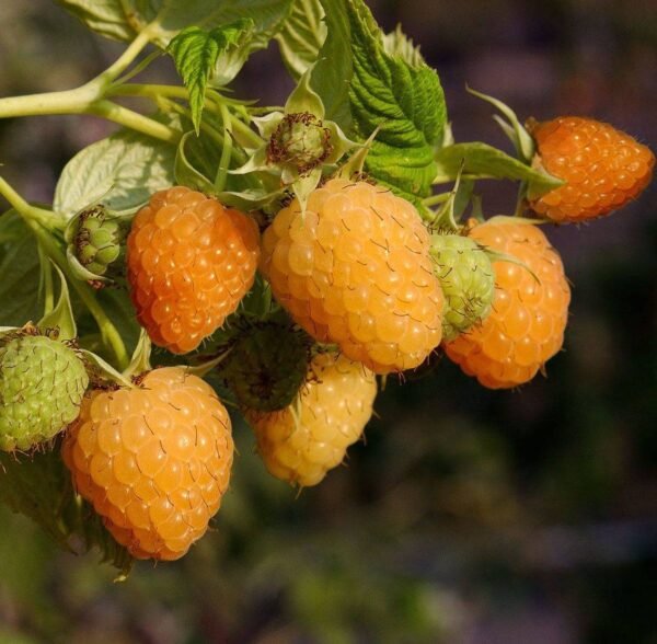 Rubus idaeus 'Golden Bliss'