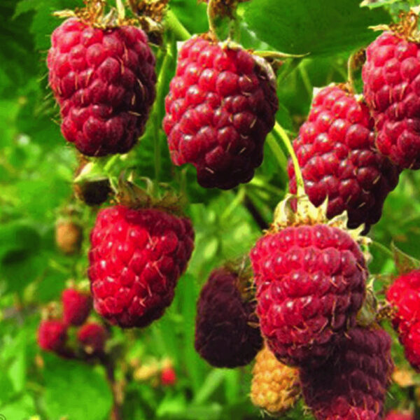 Rubus idaeus 'Malling Promise'