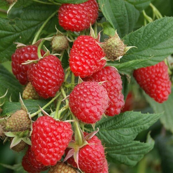 Rubus idaeus 'Ottawa'