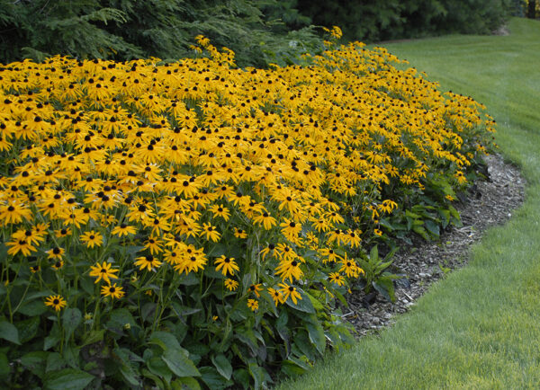 Rudbeckia fulgida 'Goldsturm'