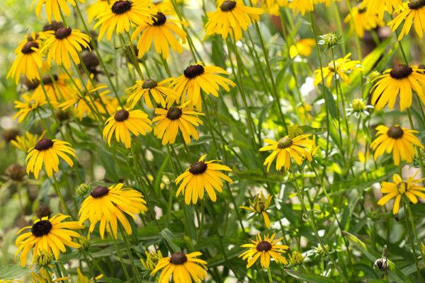 Rudbeckia fulgida speciosa