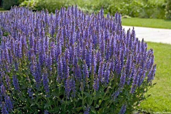 Salvia nemorosa 'Blauhügel'