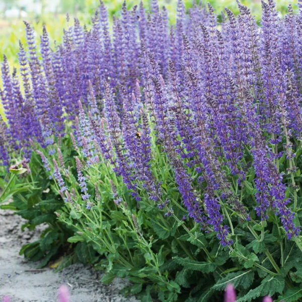 Salvia nemorosa 'Mai nacht'