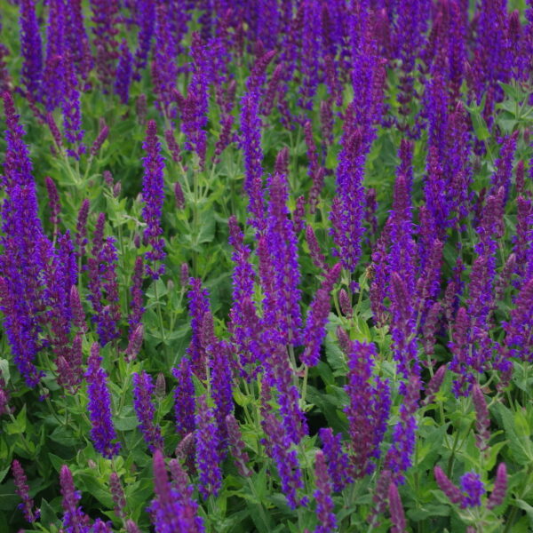 Salvia nemorosa 'Ostfriesland'