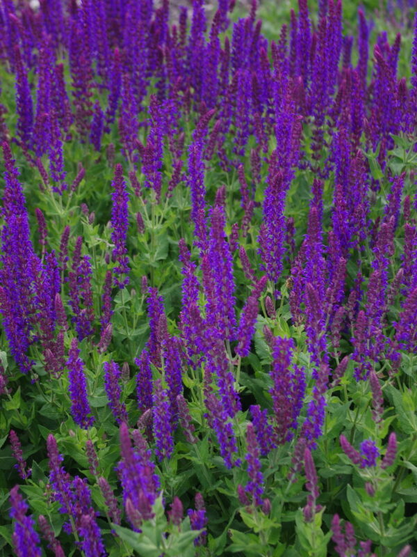 Salvia nemorosa 'Ostfriesland'