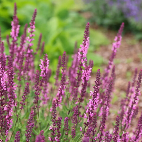 Salvia nemorosa 'Rose Queen'