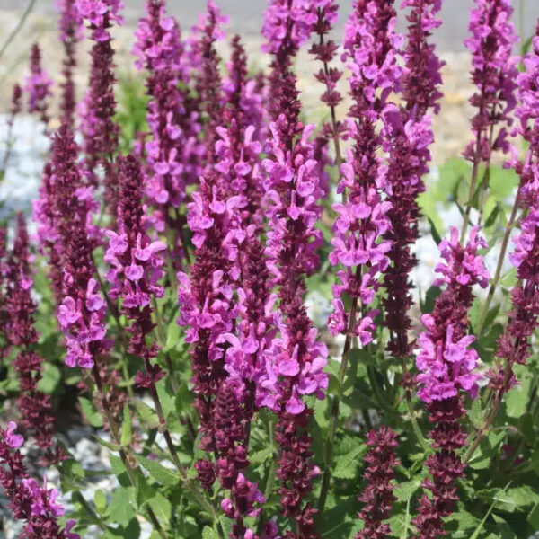 Salvia nemorosa 'Sensation Deep Rose'