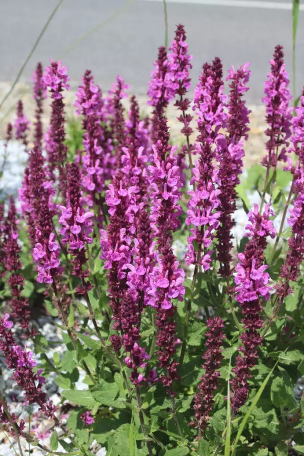 Salvia nemorosa 'Sensation Deep Rose'