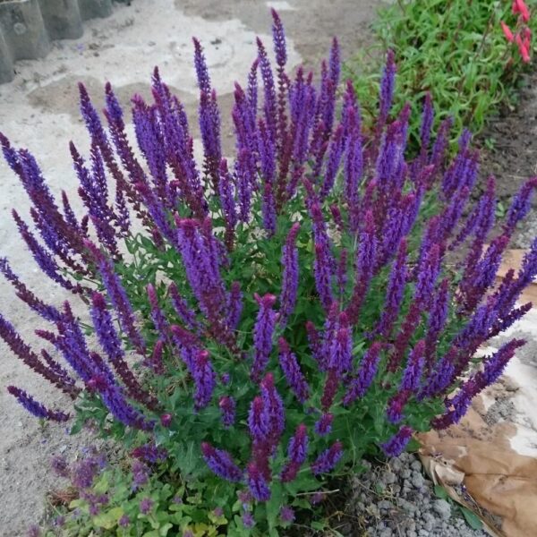 Salvia nemorosa 'Violet Konigin'