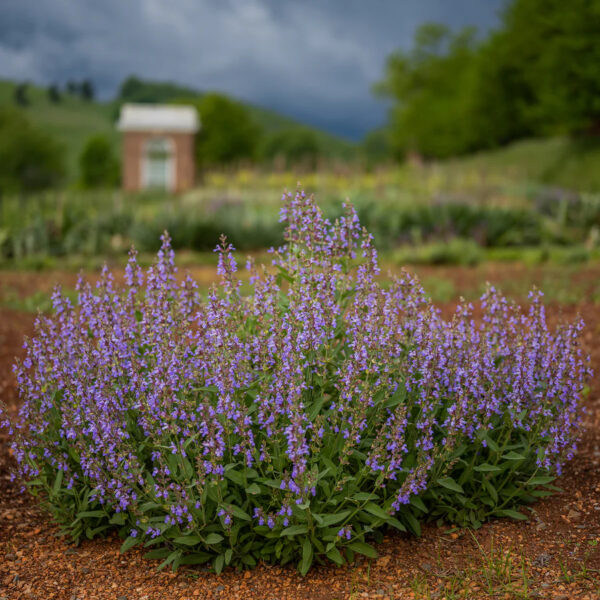 Salvia officinalis