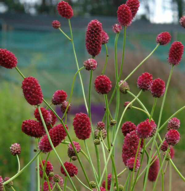 Sanguisorba  'Arnhem'