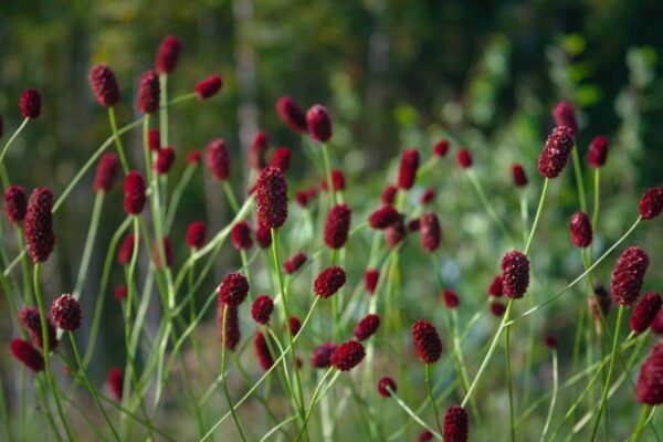 Sanguisorba  'Beetlewings'