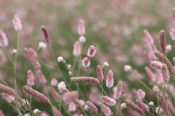 Sanguisorba  'Pink Tanna'