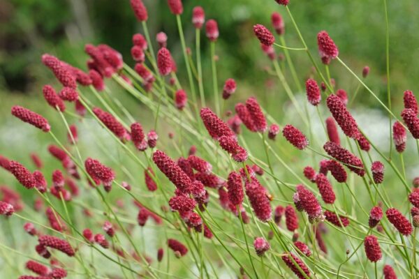 Sanguisorba 'Proud Mary'