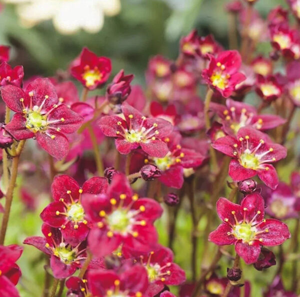 Saxifraga arendsii  'Purpur teppich'