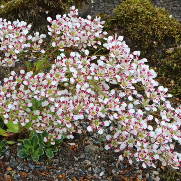 Saxifraga cotyledon 'Southside Seedling'