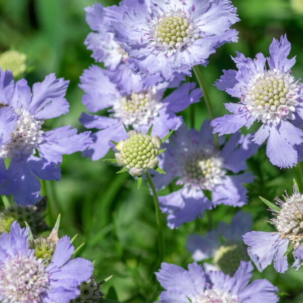 Scabiosa caucasica 'Perfecta Mid Blue'