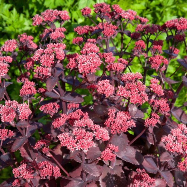 Sedum 'Chocolate Cherry'