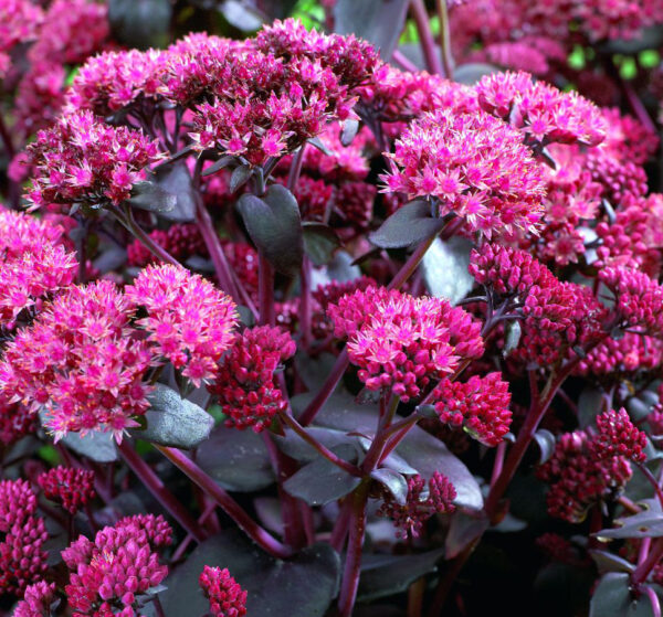 Sedum 'Purple Emperor'