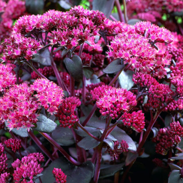 Sedum 'Purple Emperor'