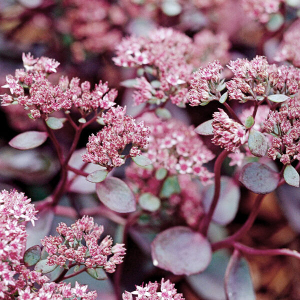 Sedum 'Red Sparkle'