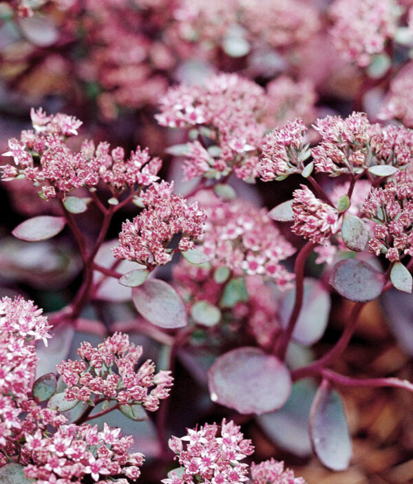 Sedum 'Red Sparkle'