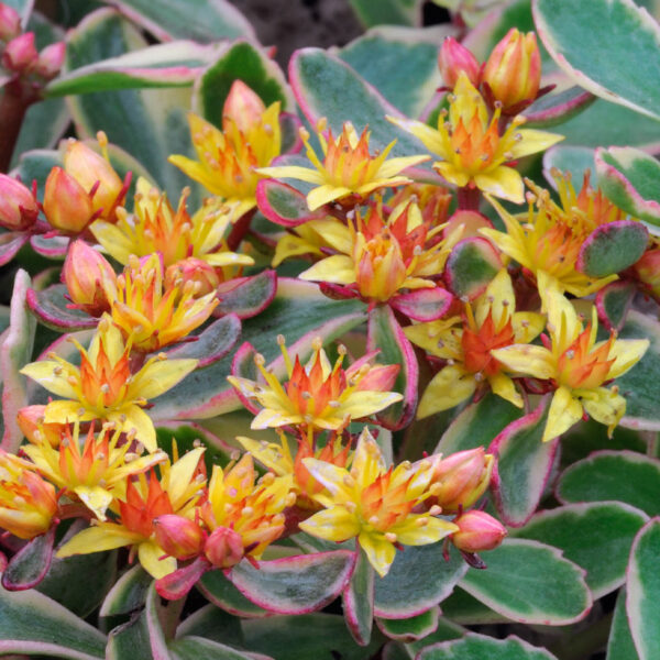 Sedum kamtschaticum 'Variegatum'